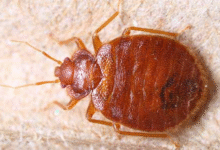 Say Goodbye to Bedbugs: Proven Control Methods