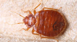 Say Goodbye to Bedbugs: Proven Control Methods