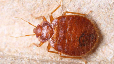 Say Goodbye to Bedbugs: Proven Control Methods