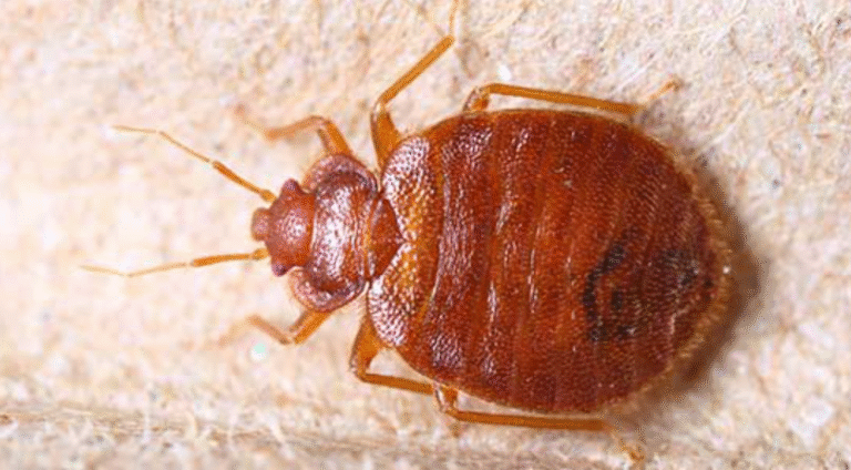 Say Goodbye to Bedbugs: Proven Control Methods
